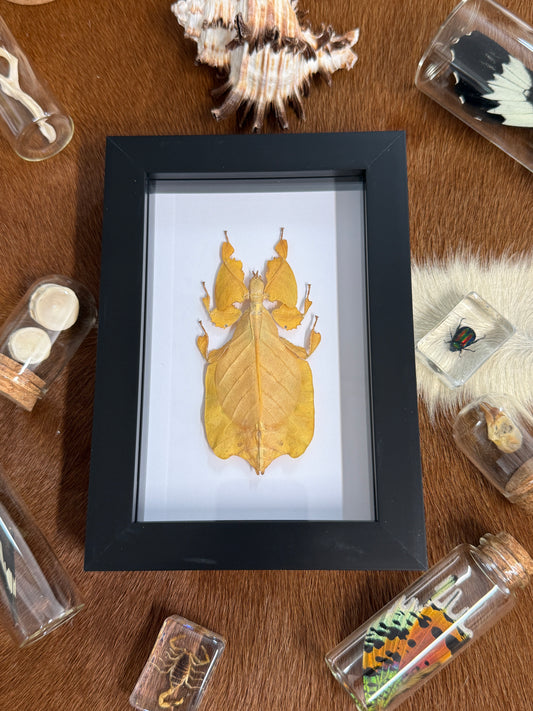 Phyllium pulchrifolium Leaf Insect Frame - Yellow Female RARE