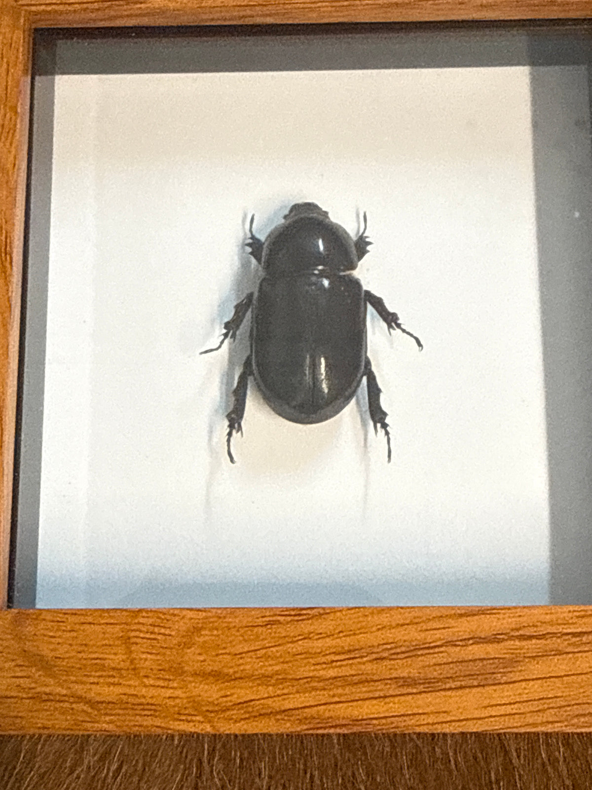 Oryctoderus latitarsis Scarab Beetle Frame