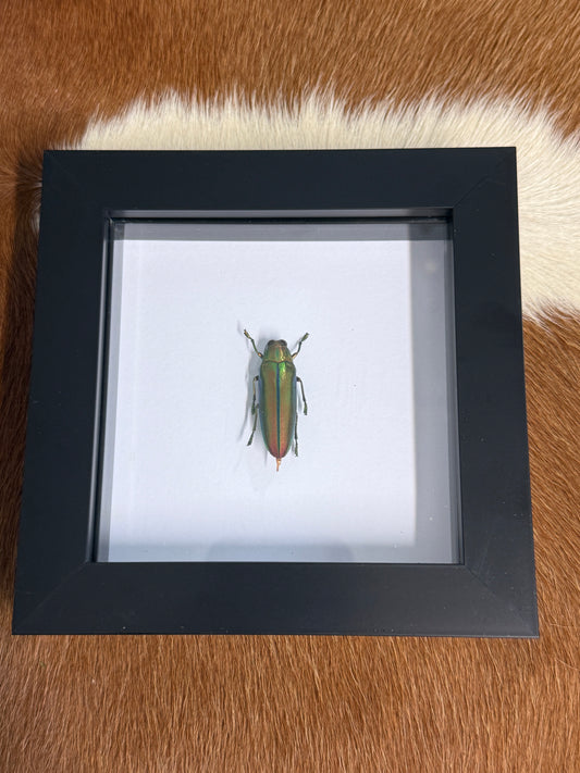 Chrysochroa aurora Jewel Beetle Frame - Pumpkin Cat Collectables