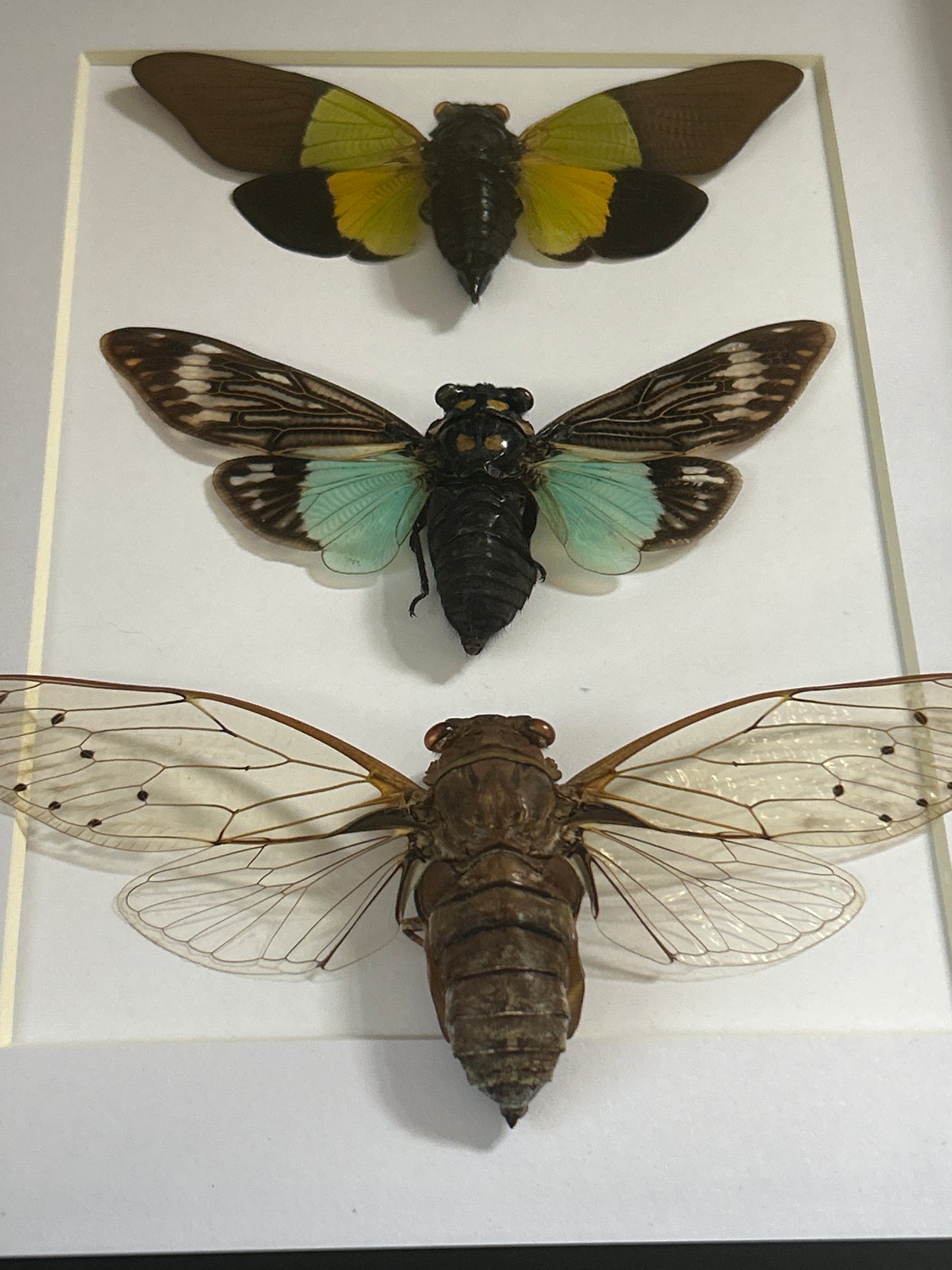 Cicada Trio Frame