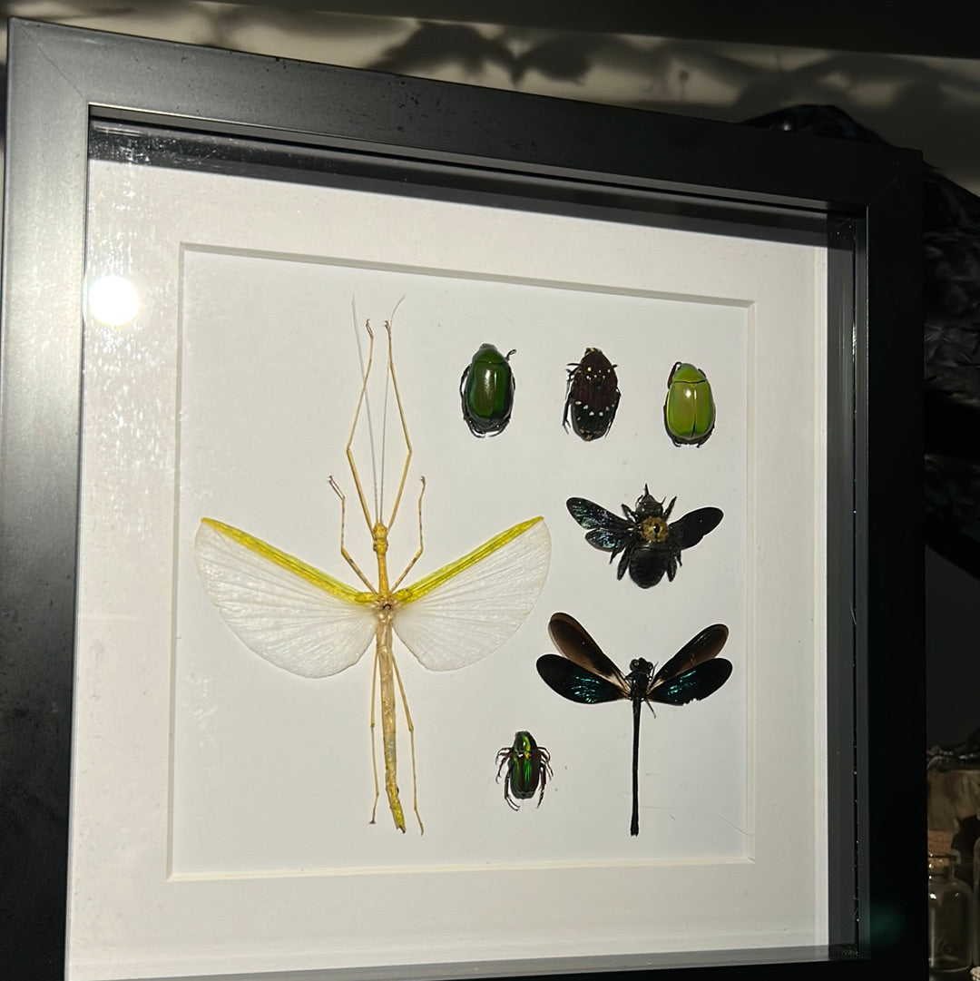 Insect Jigsaw Frame