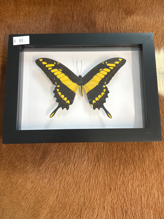 Papilio Thoas Butterfly in a Frame