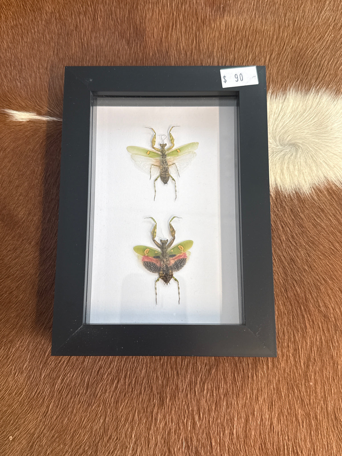 Flower Mantis Male & Female Duo Frame