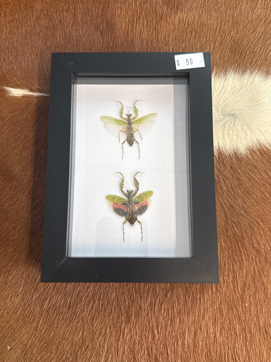 Flower Mantis Male & Female Duo Frame