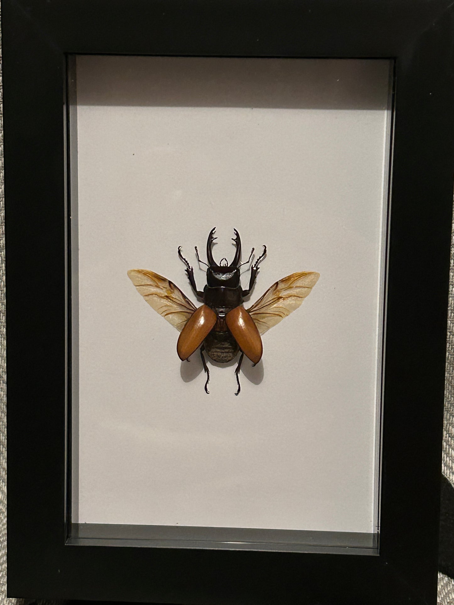 Odontolabis sarasinorum Beetle in a Frame