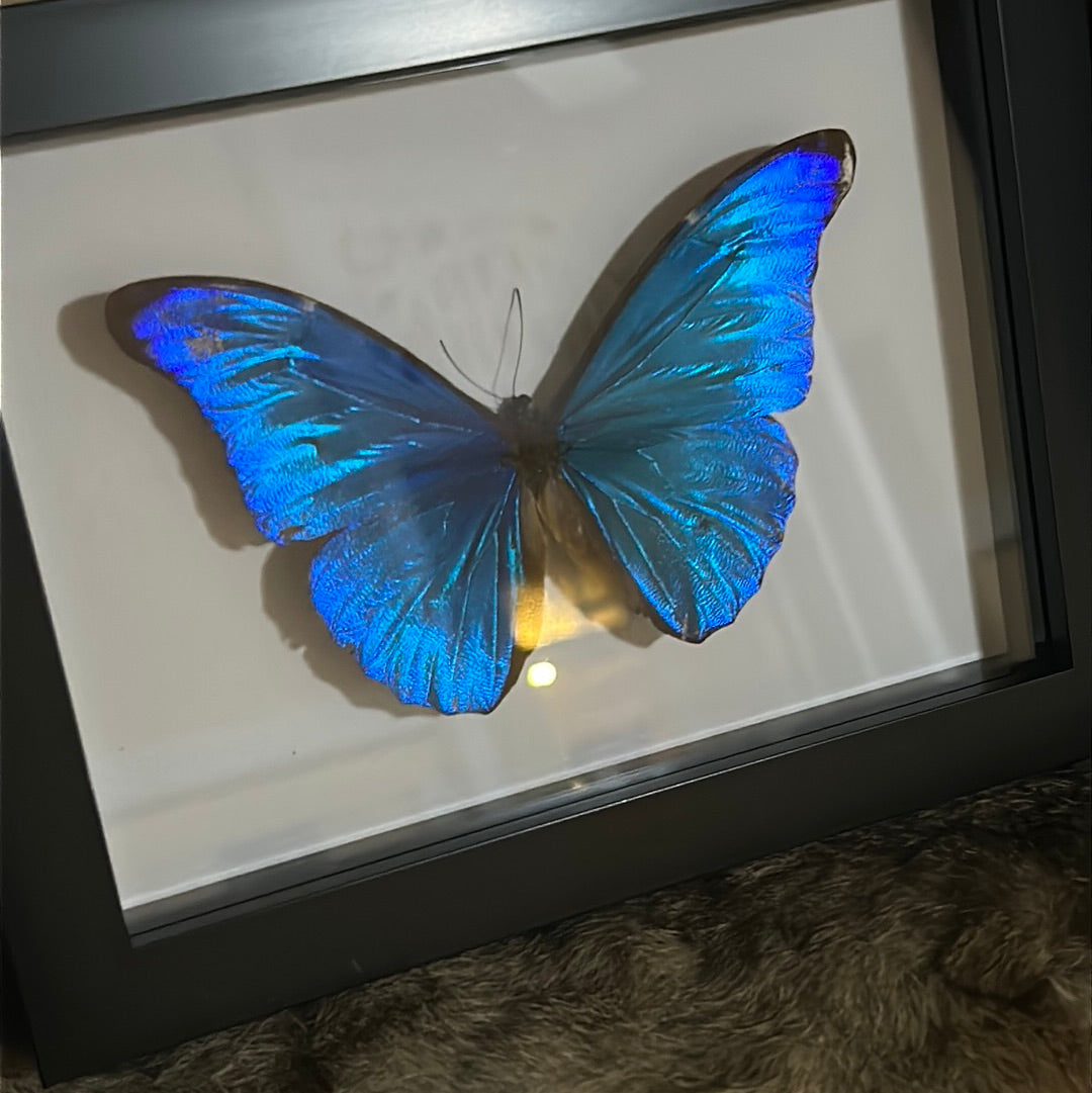Morpho rhetenor rhetenor Butterfly in a frame