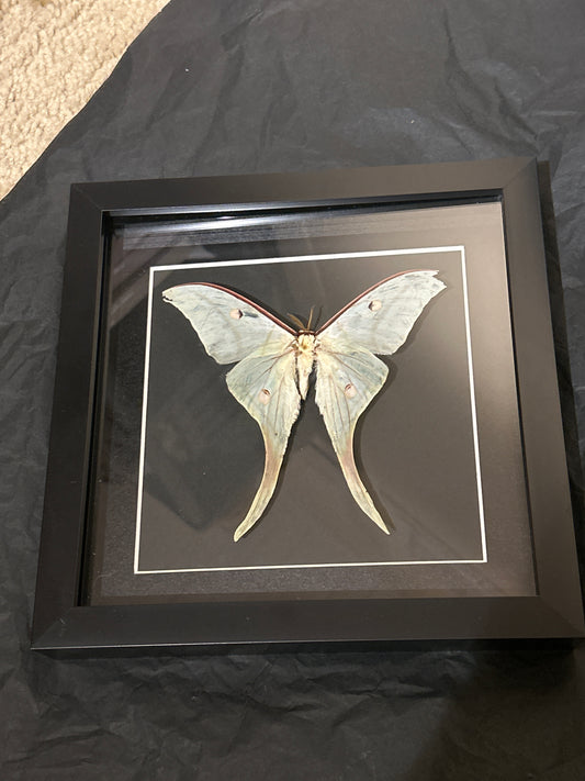 Luna Moth in a frame