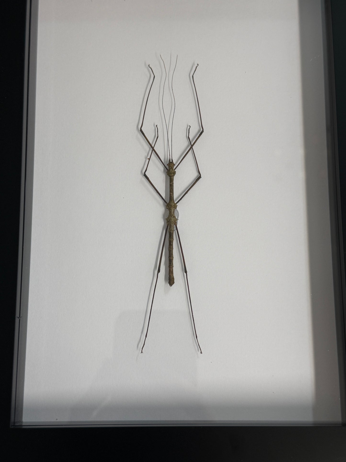 Neopromachus doreyanus Stick Insect Frame