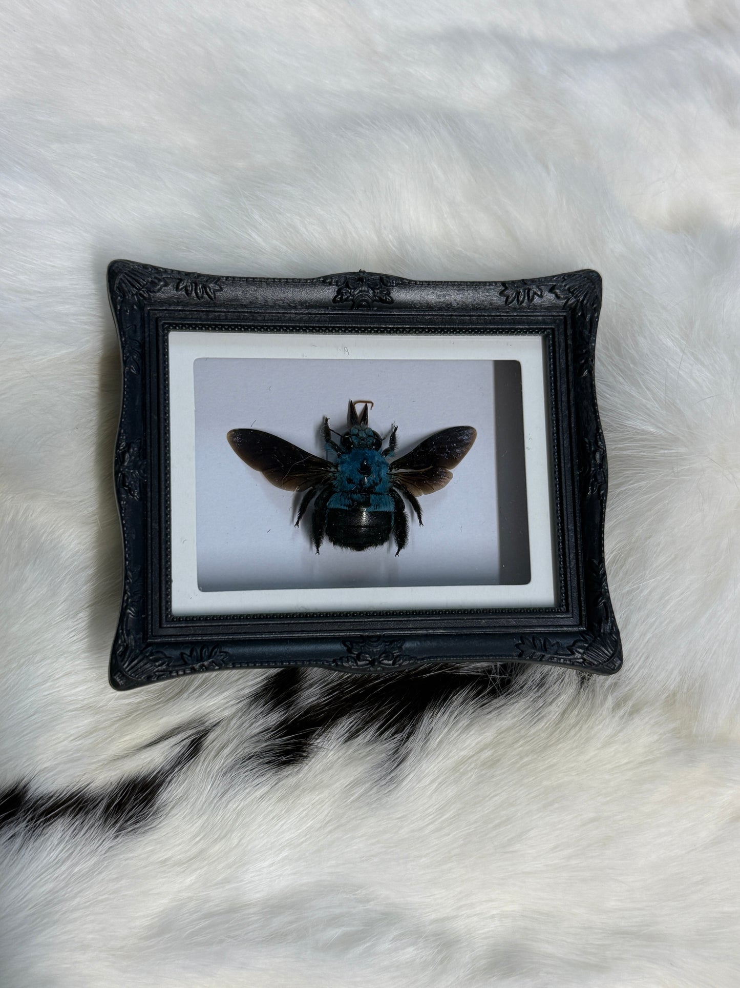 Bug Fridge Magnet Mini Frame - Pumpkin Cat Collectables
