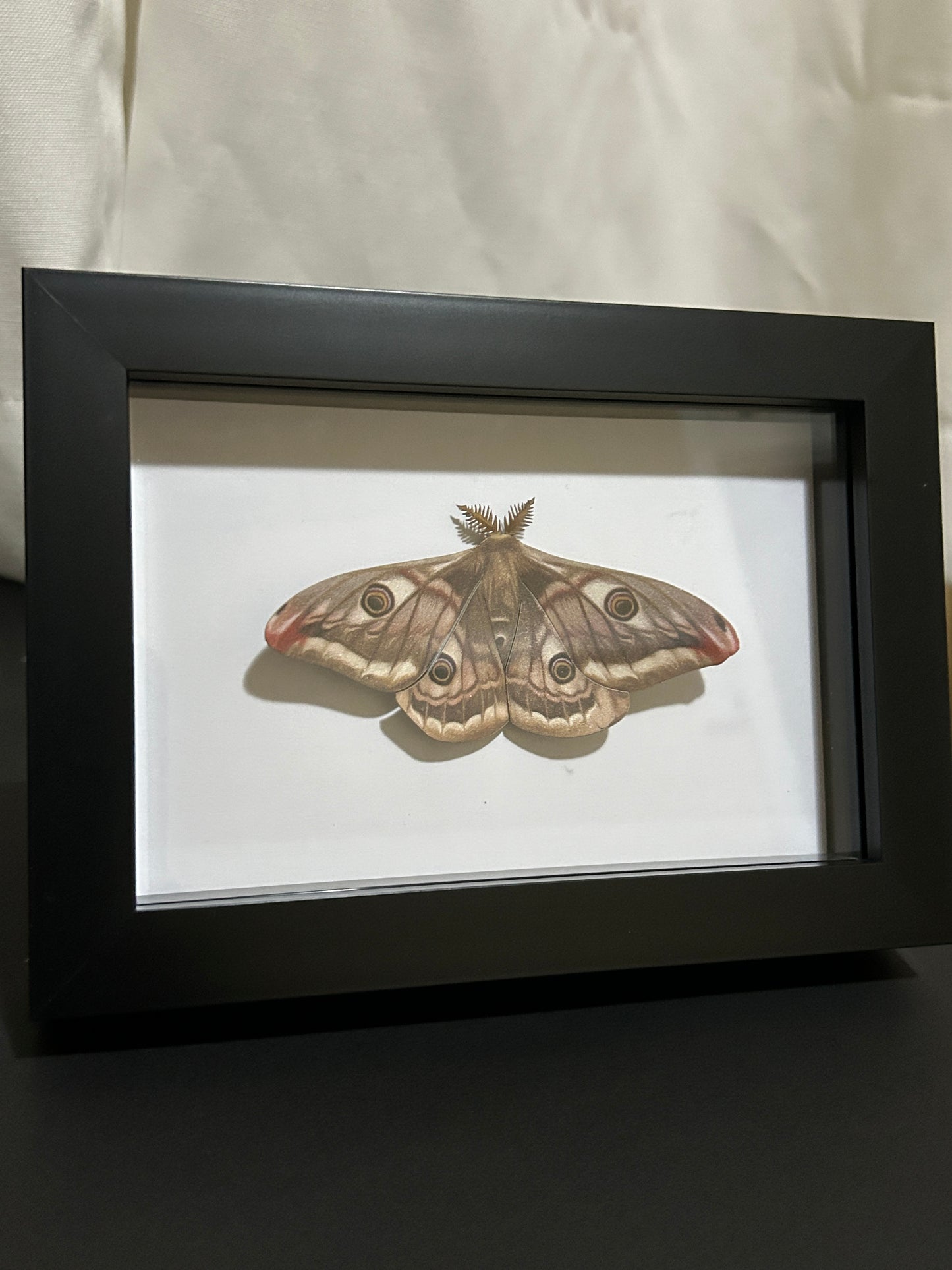 Replica Emperor Moth (Saturnia pavonia) Frame