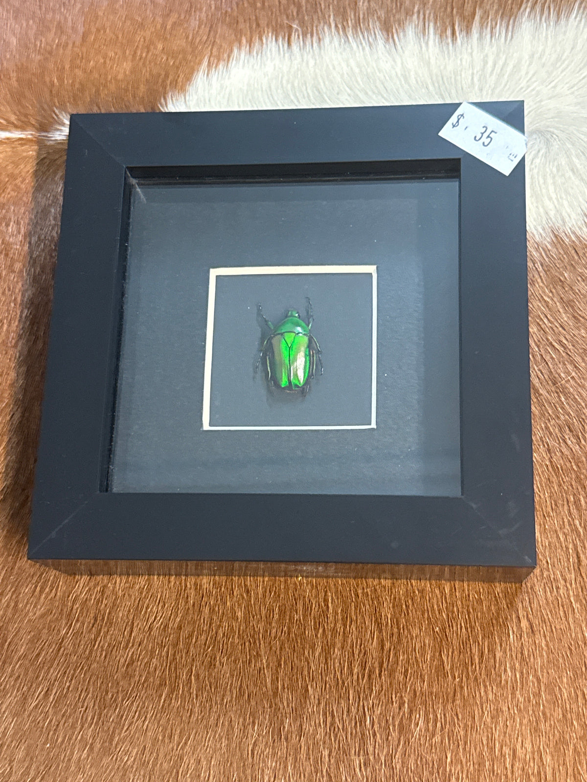 Ingrisma euryrrhina Beetle in a Frame