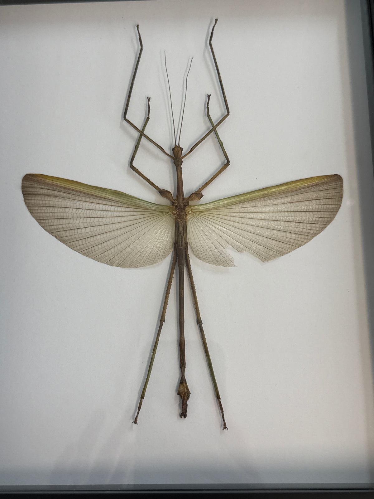 Pharnacia sumatrana Stick Insect Frame A2