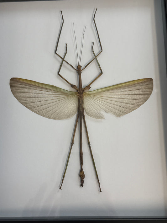 Pharnacia sumatrana Stick Insect Frame A2