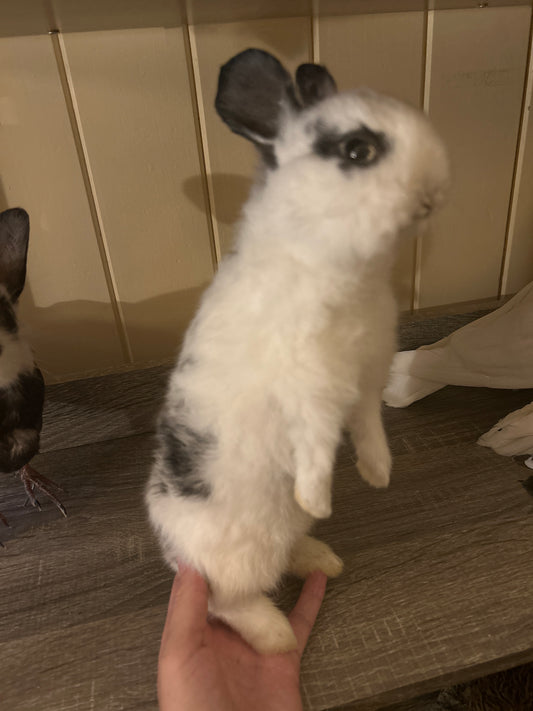 Taxidermy Bunny Mount 'Pookie’