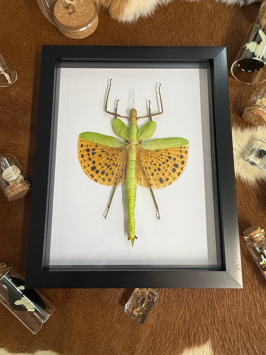 Leopard Stick Insect A2 - Paracyphocrania major in a frame