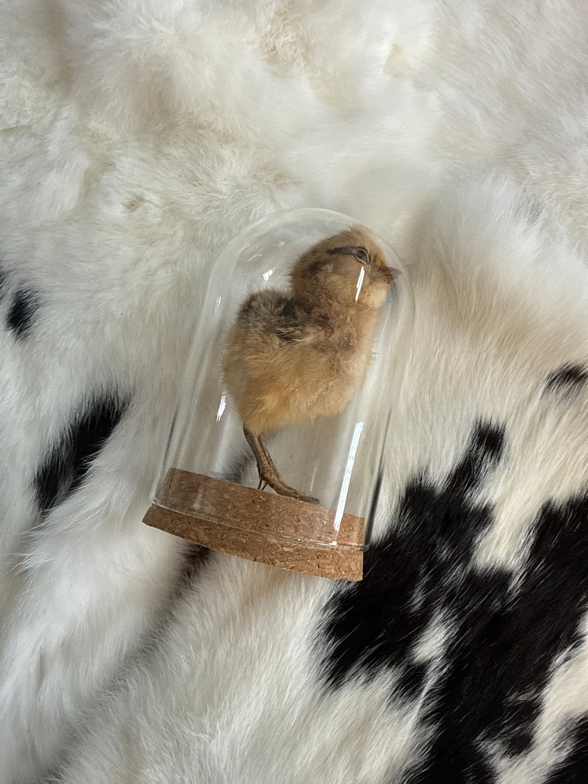 Taxidermy Chick in a Dome