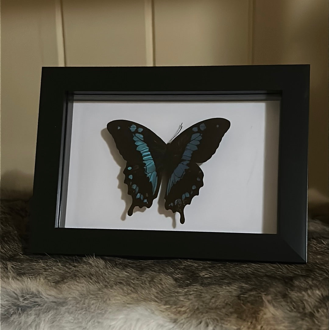 Papilio Hornimanni butterfly in a frame