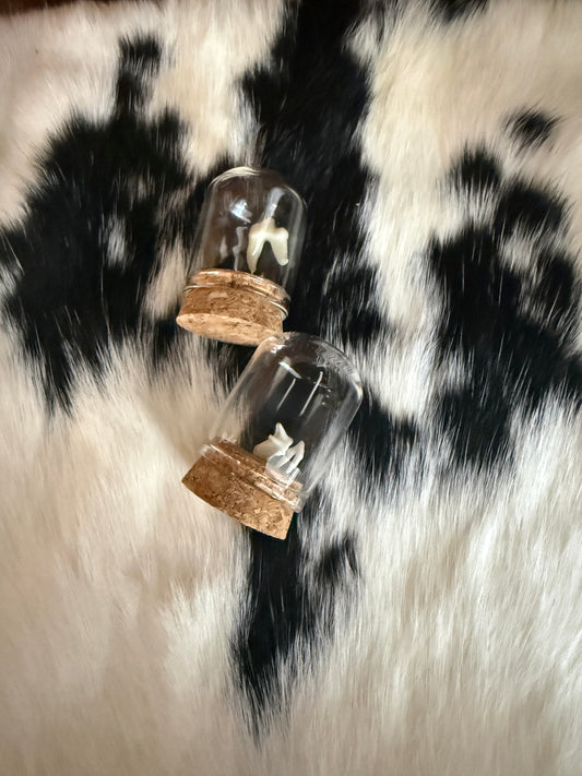 Fox Tooth Oddity Jar - Pumpkin Cat Collectables