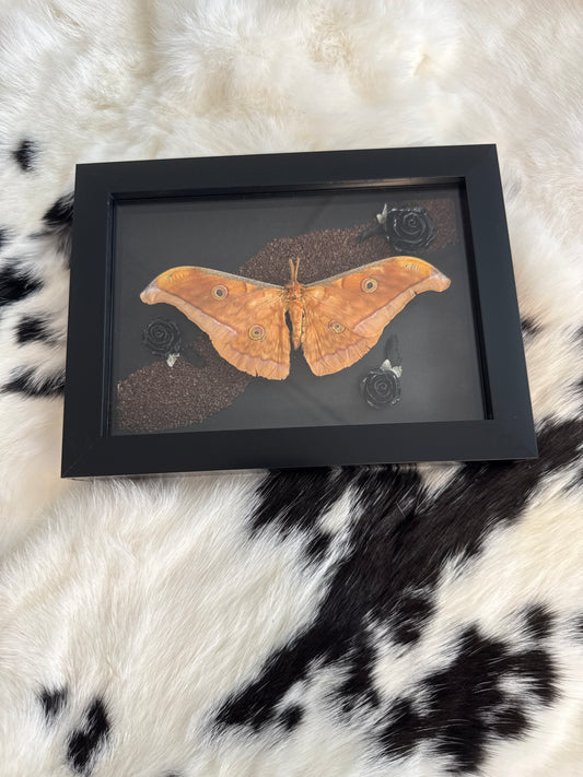 Antherina Silk Moth in a Frame