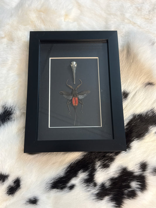 Water Scorpion in a Frame