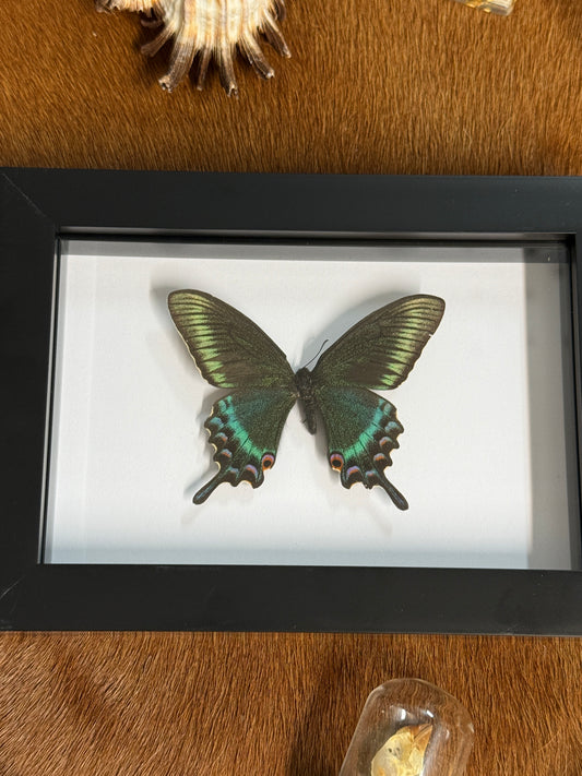 Papilio Maackii butterfly in a frame