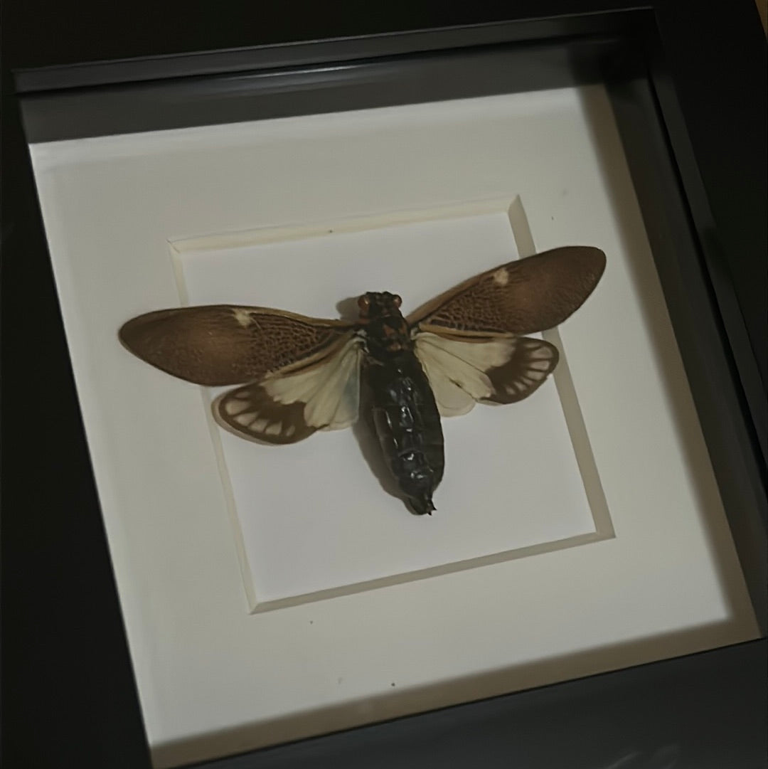 Paratalainga Yunnanensis Cicada in a frame