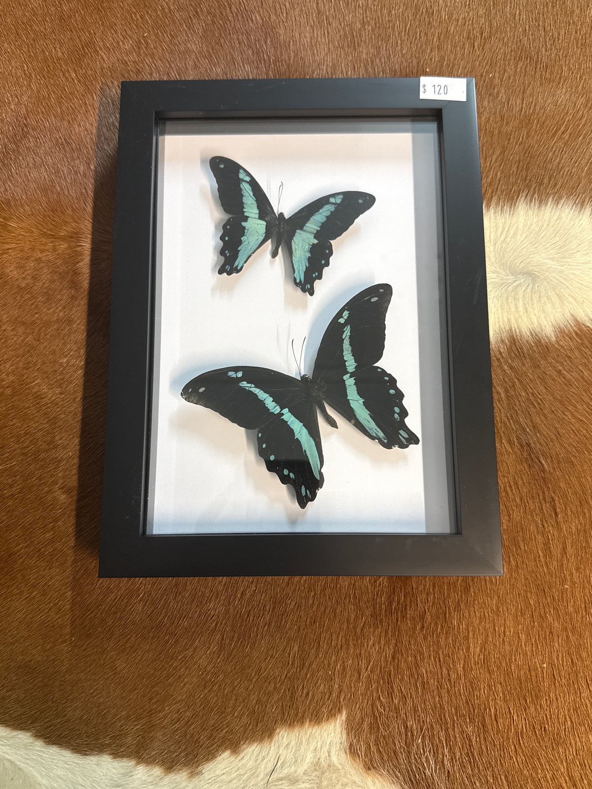 Blue Papilio Butterfly Duo Frame