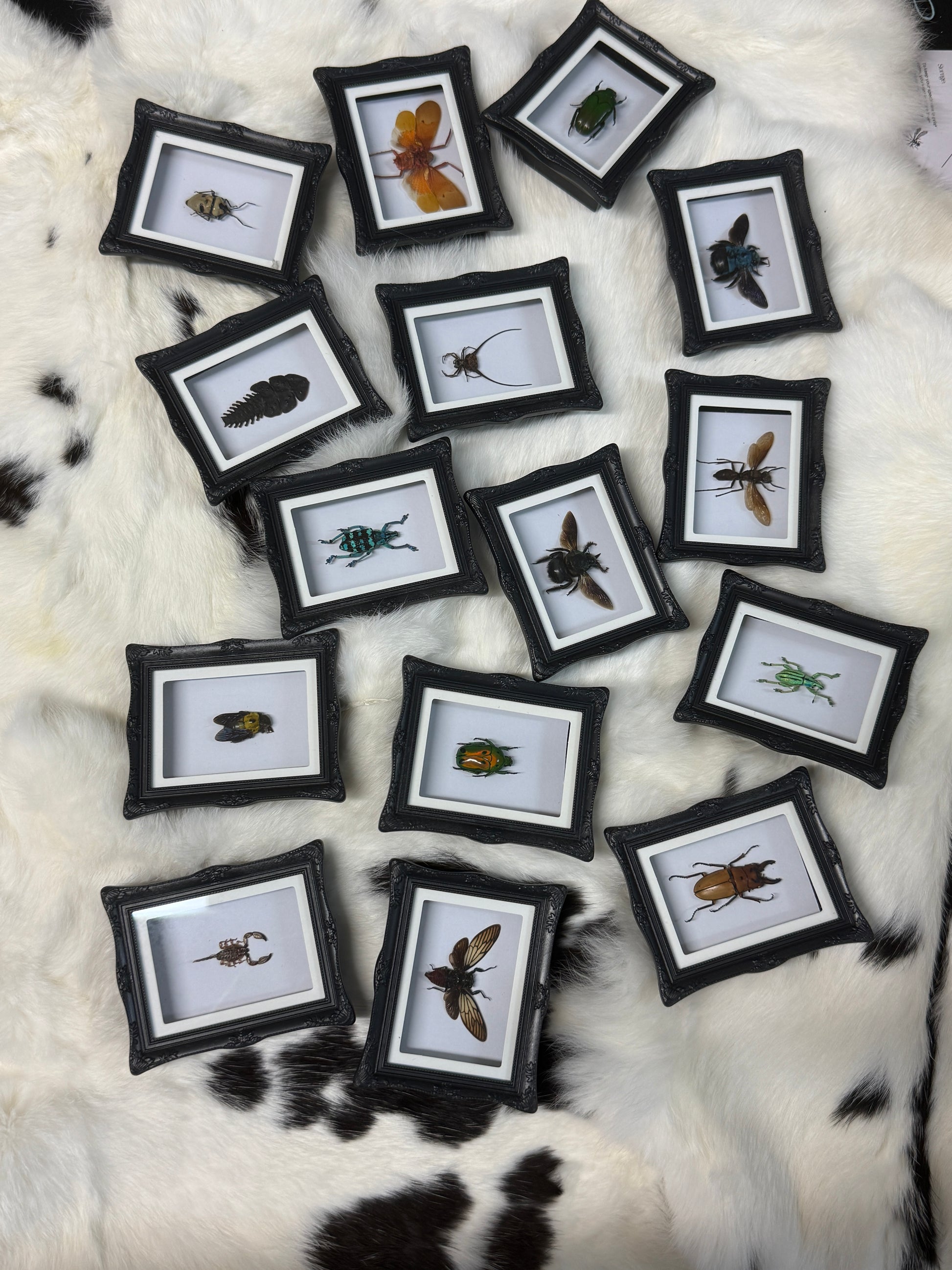 Bug Fridge Magnet Mini Frame - Pumpkin Cat Collectables