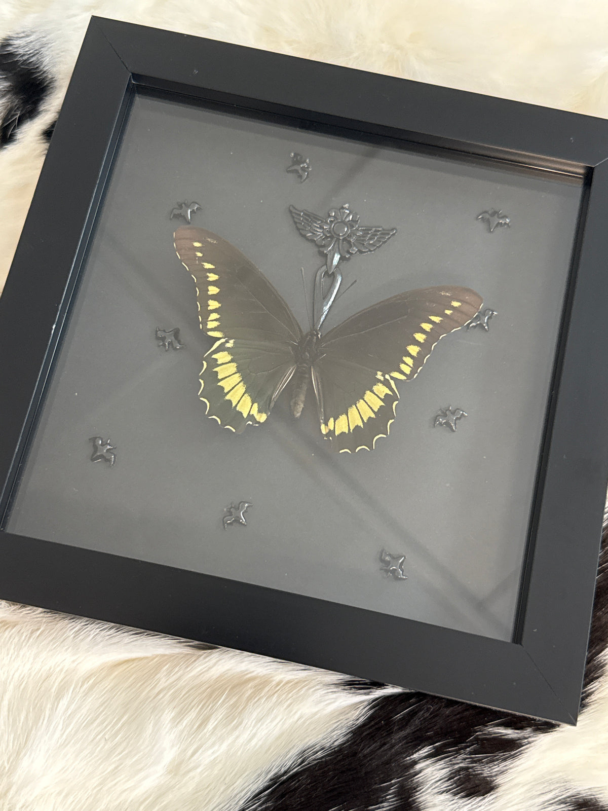 Battus polydamas Butterfly in a Frame