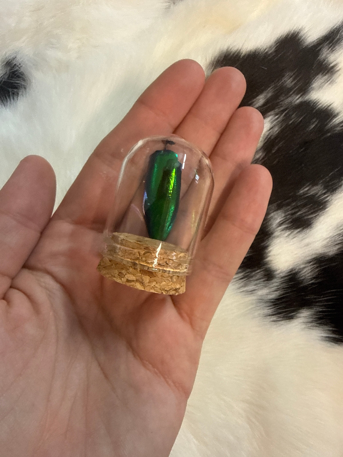 Jewel Beetle Wings Oddity Jar