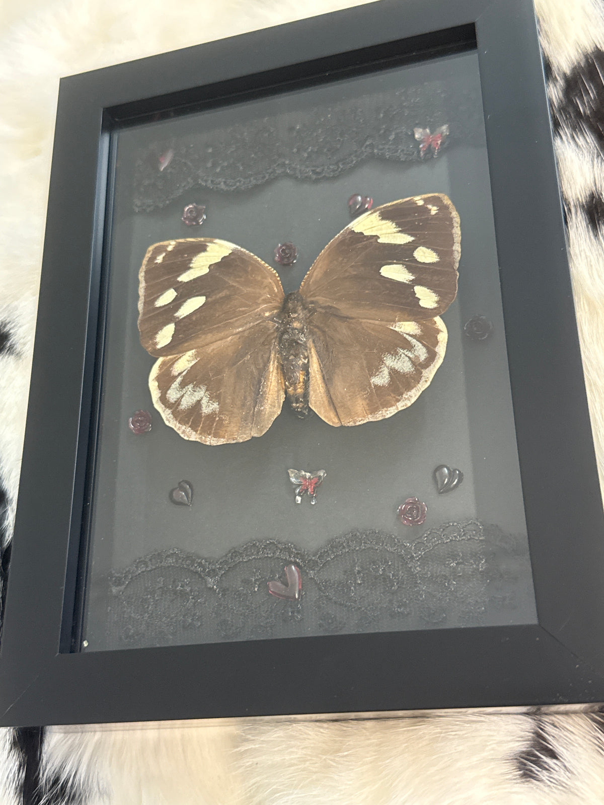 Dynastor Darius Butterfly in a Frame