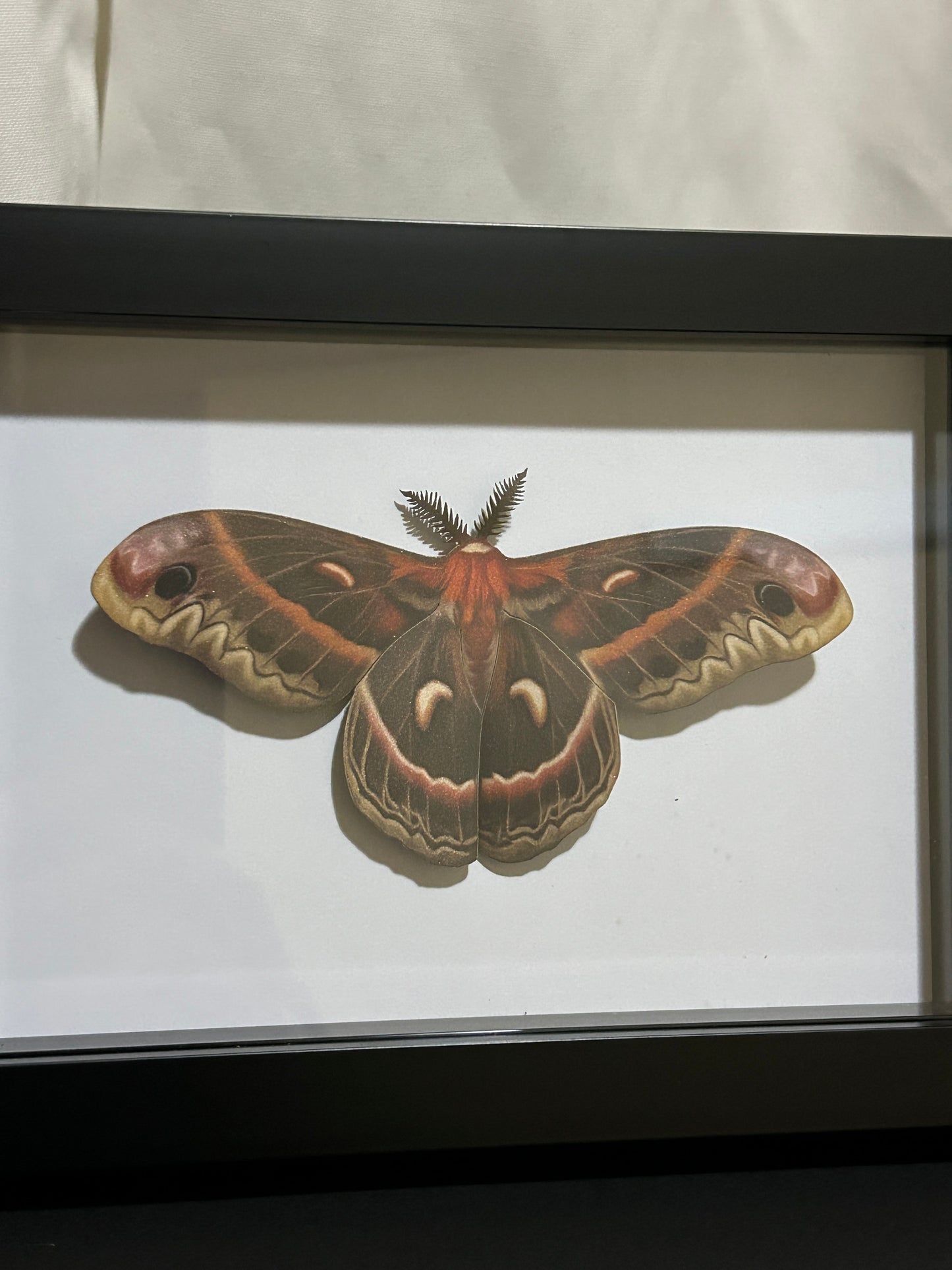 Replica Cecropia Moth (Hylaphora cecropia) Frame