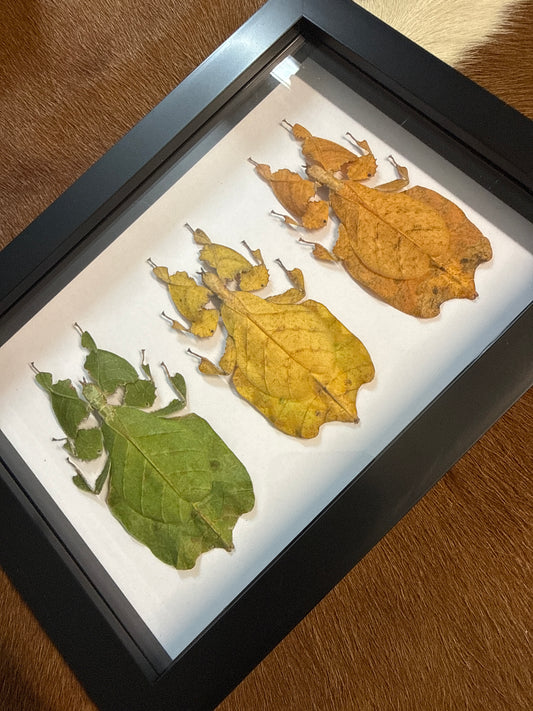 Leaf Insect Trio Frame