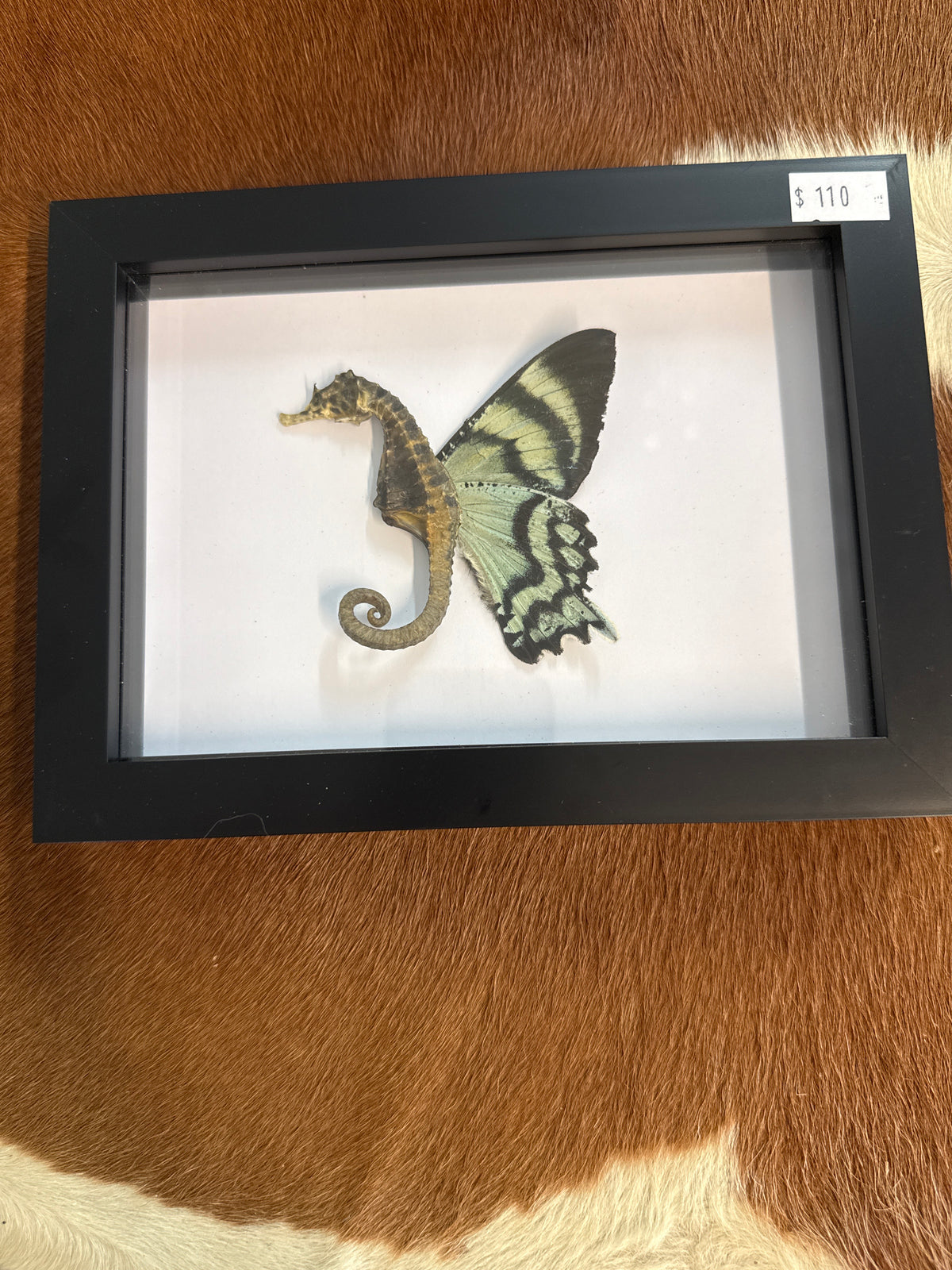 Sea ‘Fairy’ Frame