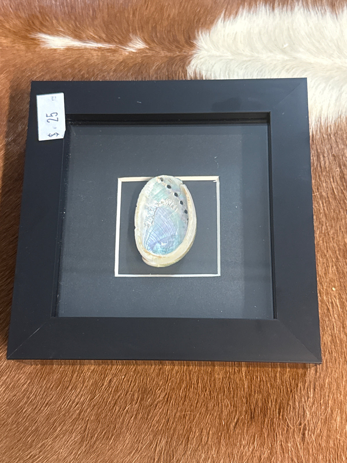 Abalone Shell in a Frame