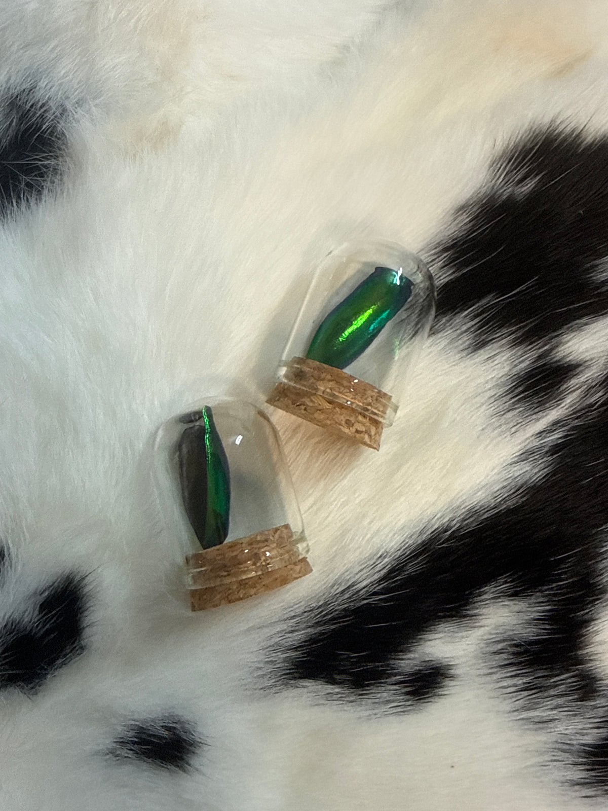 Jewel Beetle Wings Oddity Jar
