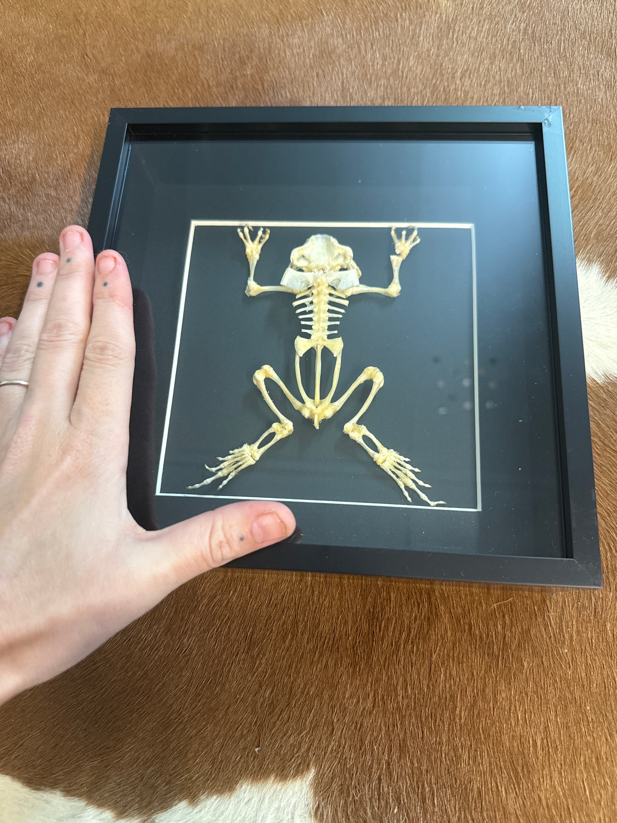 Toad Skeleton (XL) Frame