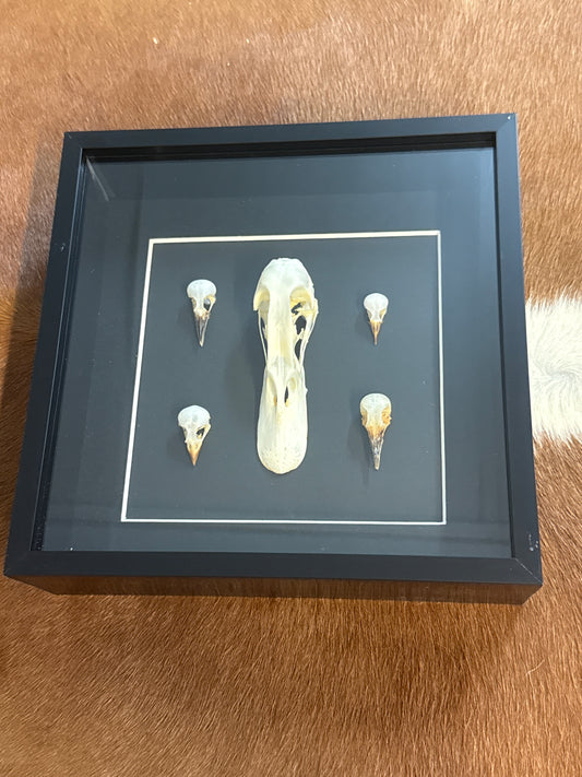 Bird Skulls in a Frame
