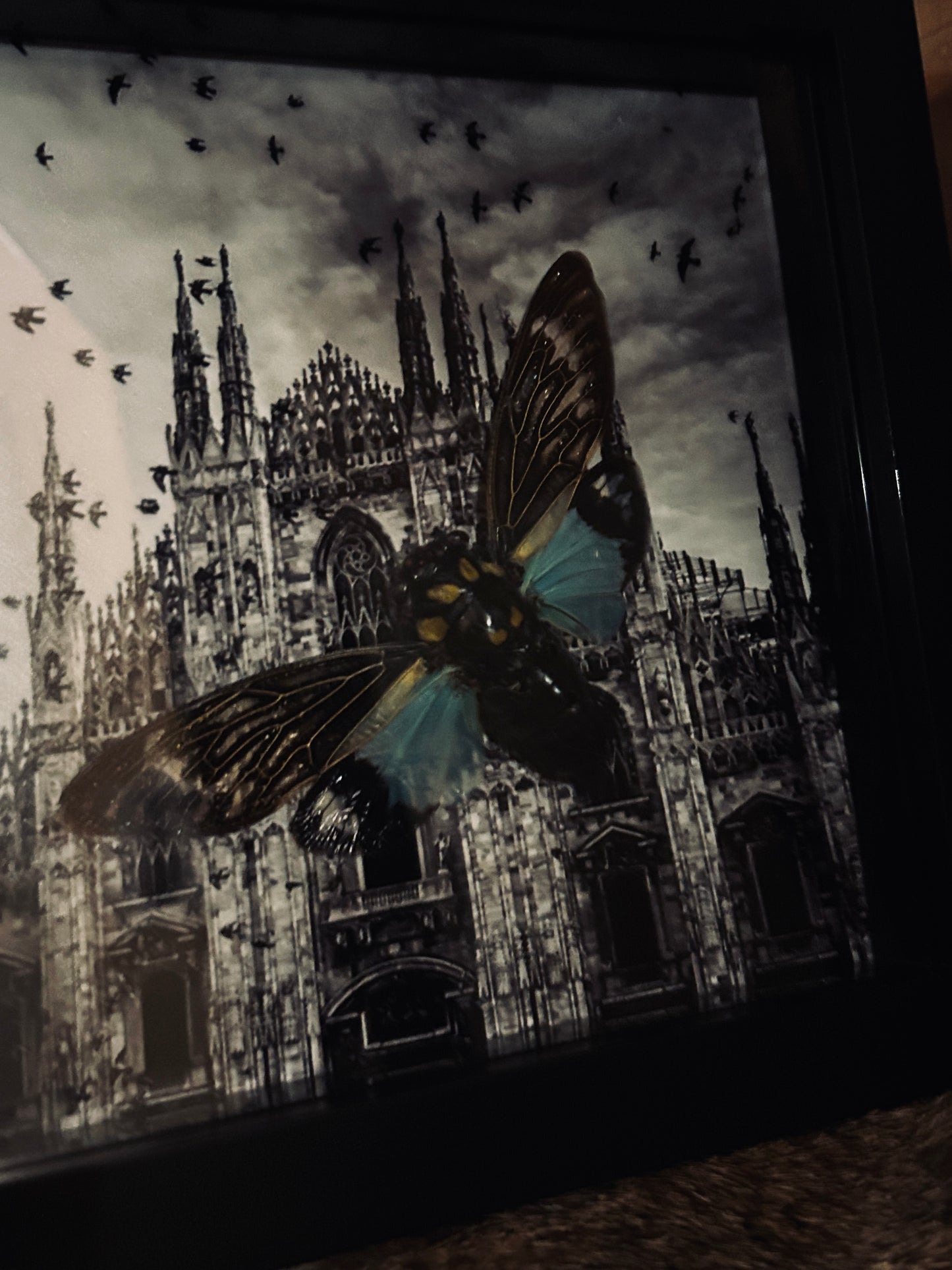 Cicada Cathedral Frame