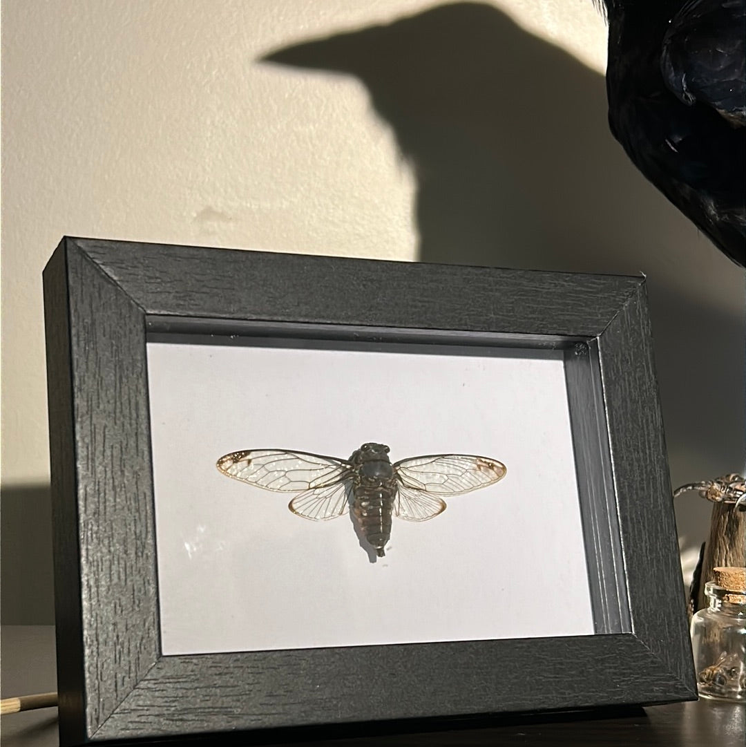 Tanna pseudocalis Cicada in frame
