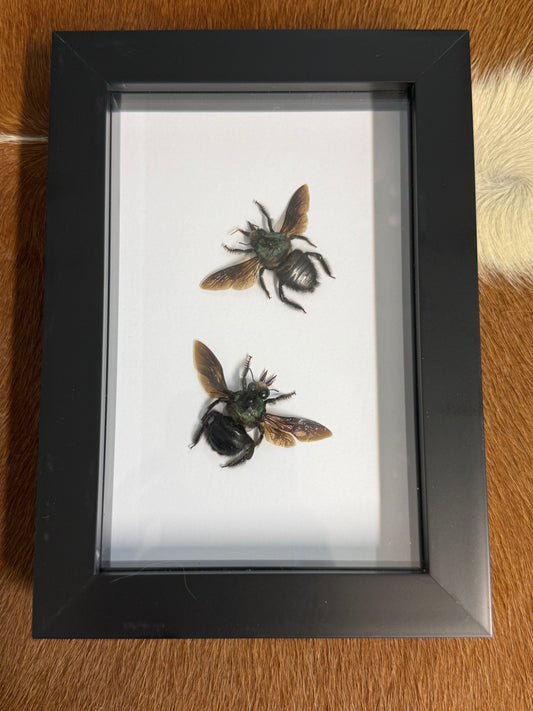 Xylocopa caerulea (male) Duo Frame - Pumpkin Cat Collectables