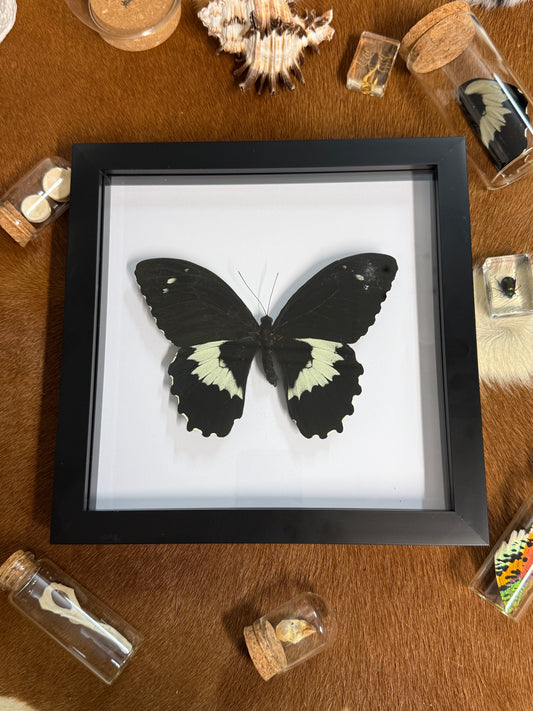 Papilio gambrisius collosus Butterfly frame