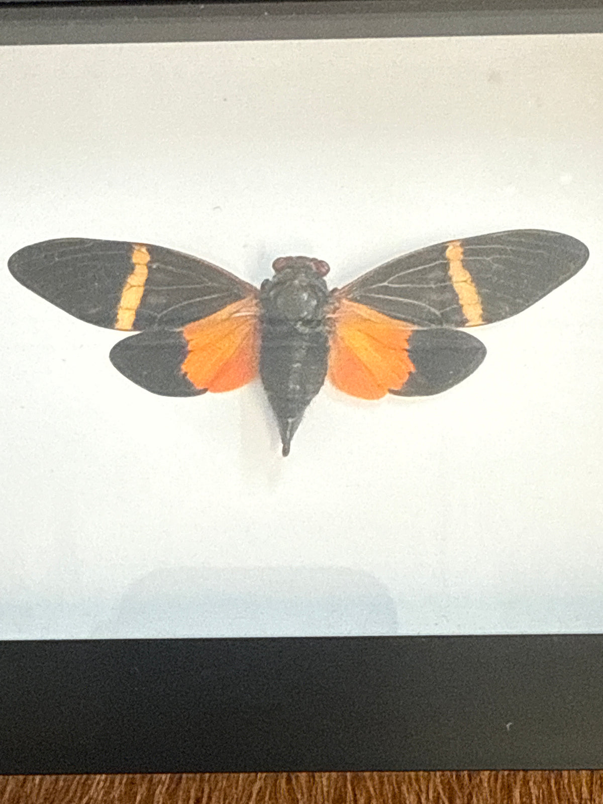 Tosena paviei Cicada in a Frame
