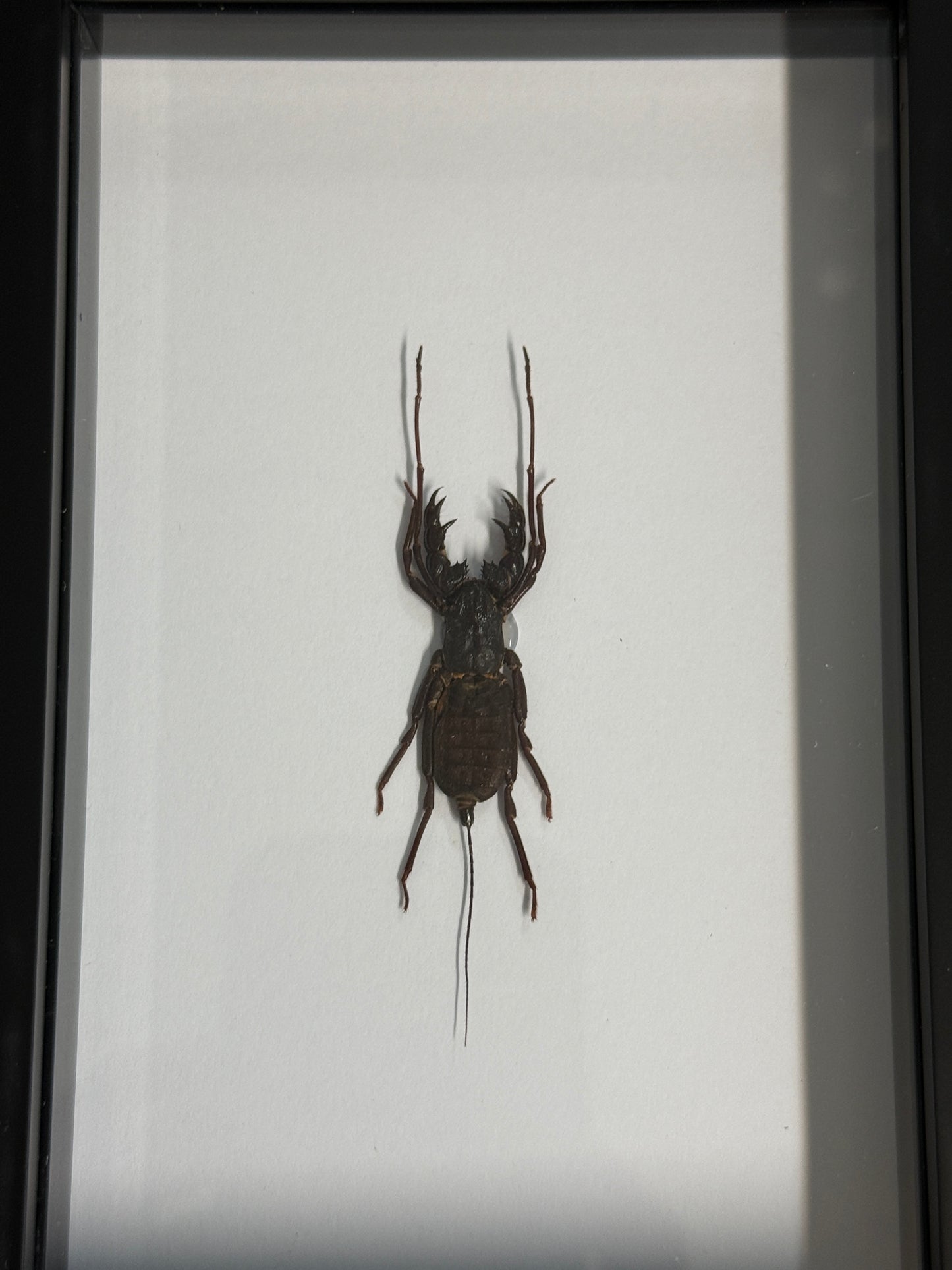 Thelyphonus feuerborni Whip Scorpion Frame - Pumpkin Cat Collectables