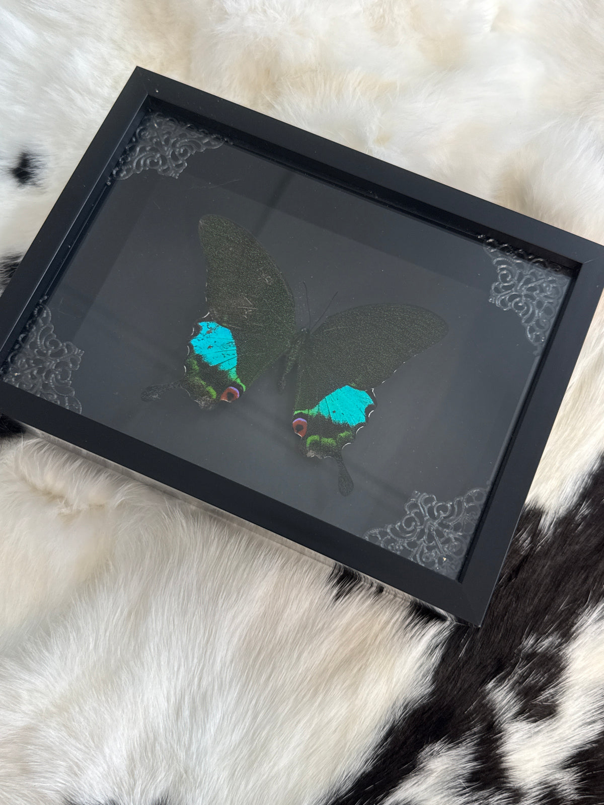Papilio Paris Butterfly in a Frame