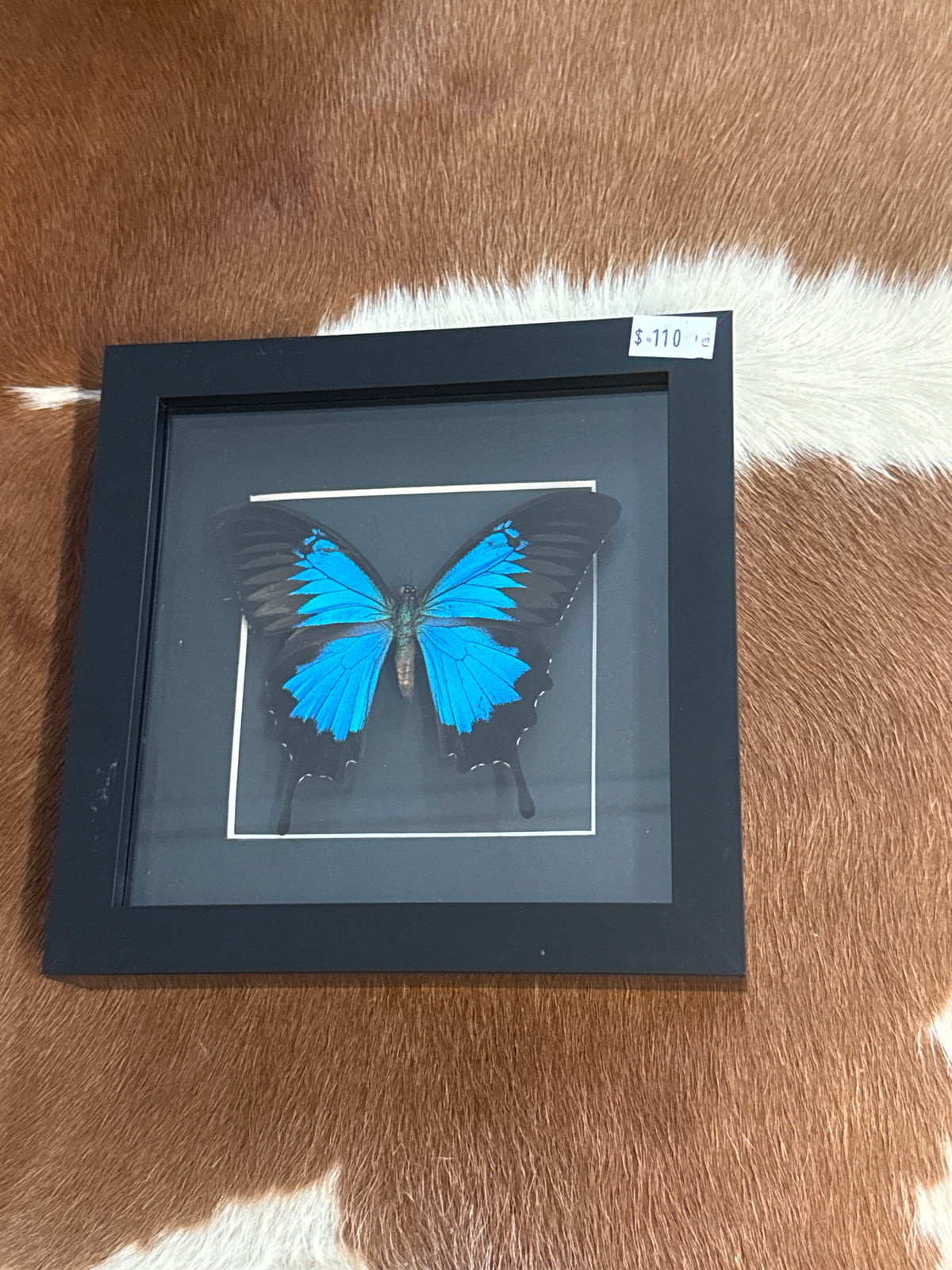 Papilio Ulysses Butterfly in a Frame