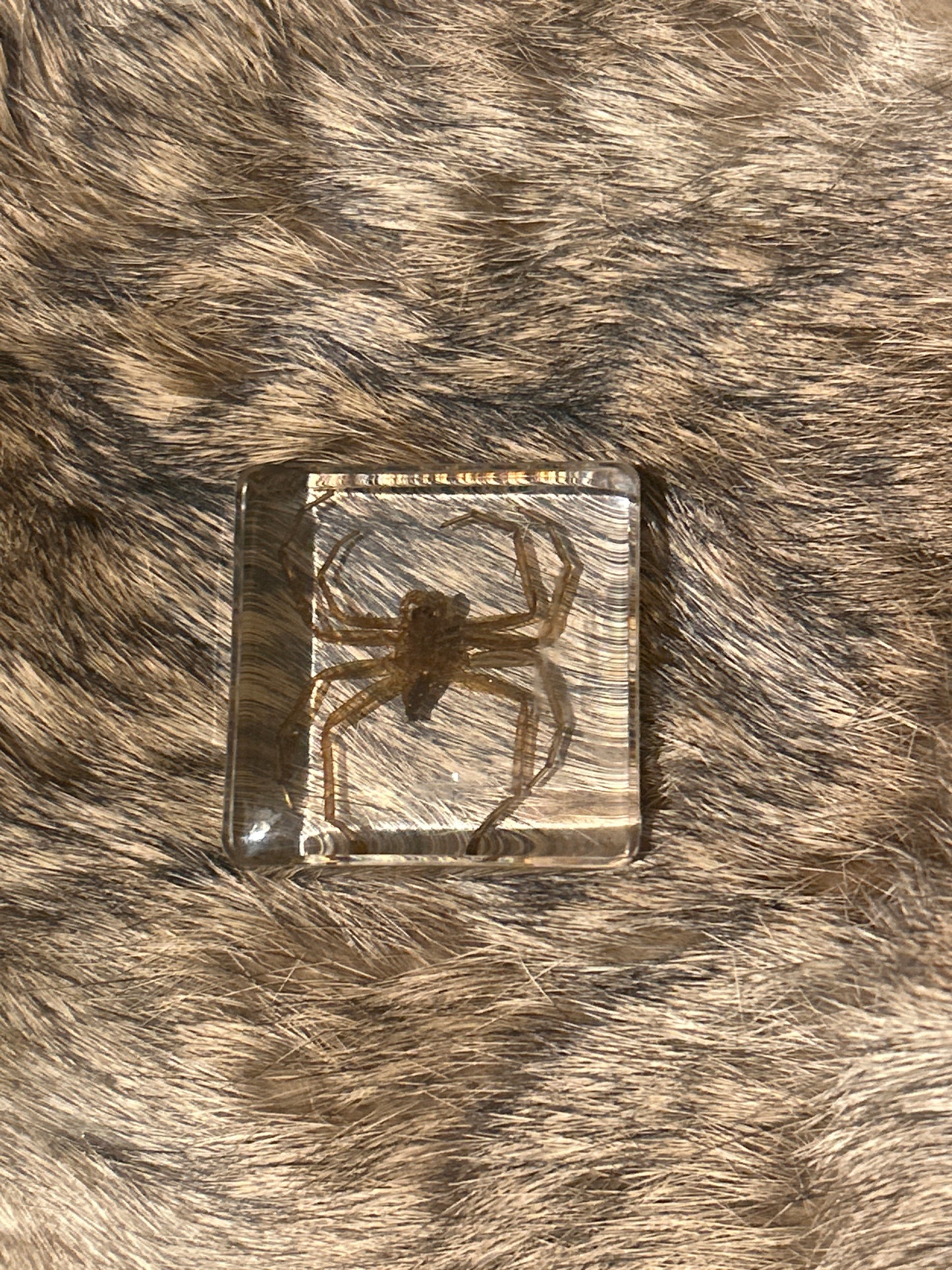 Spider in Resin Block