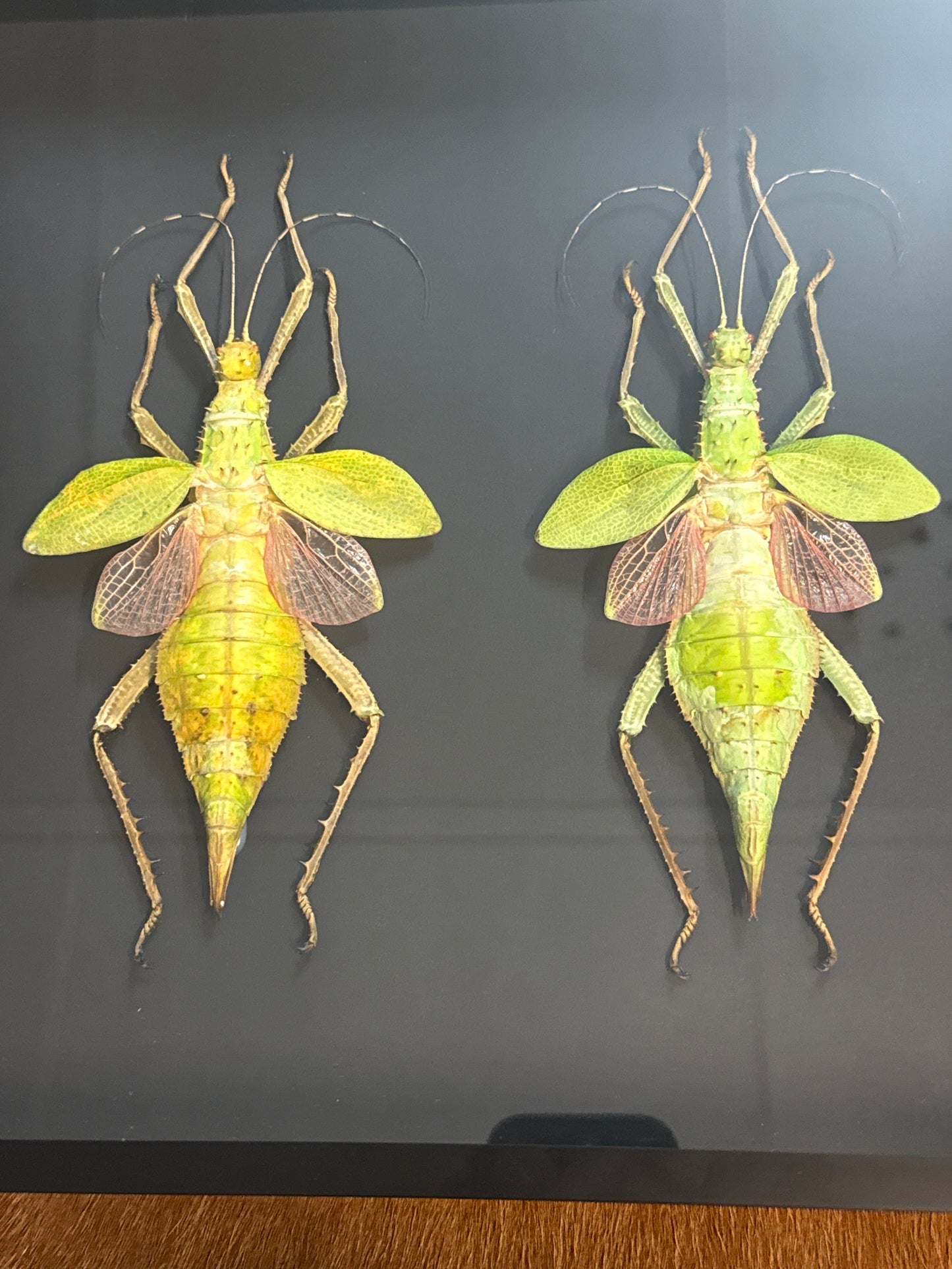 Heteropteryx Dilatata Duo in a frame