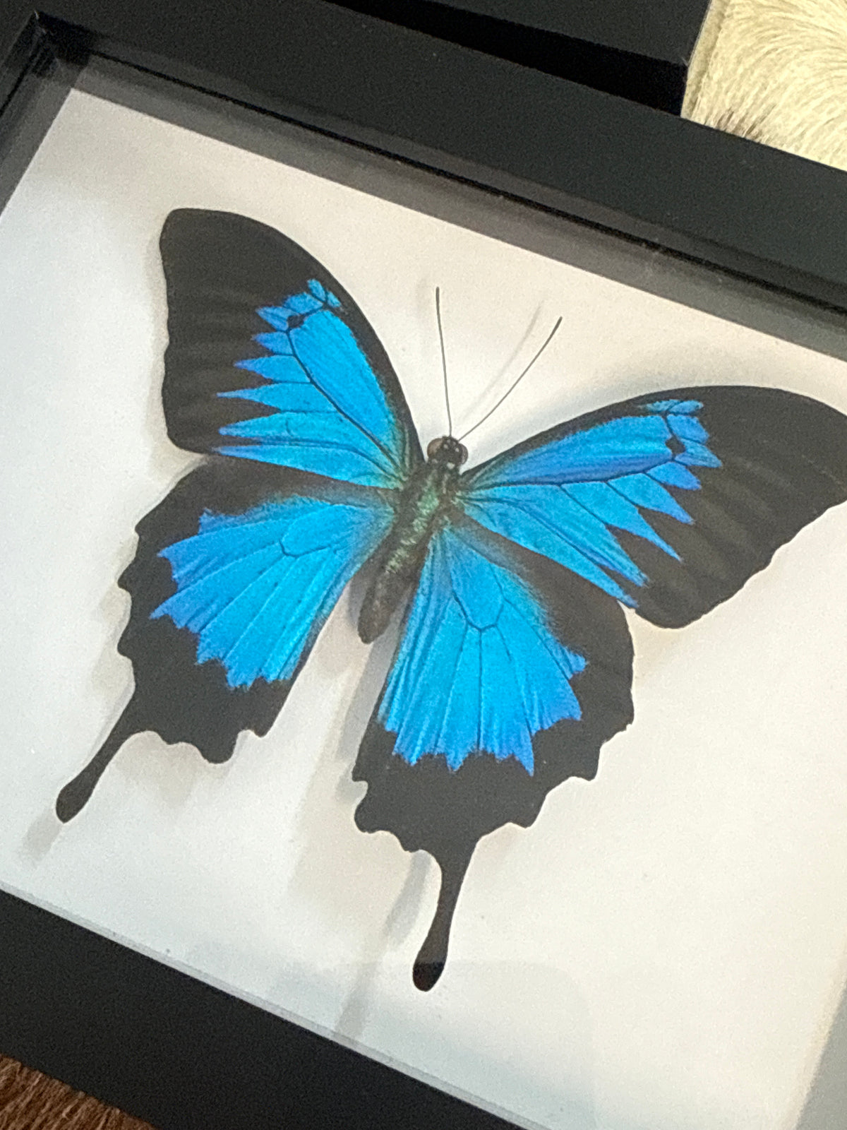 Papilio Ulysses Butterfly in a Frame
