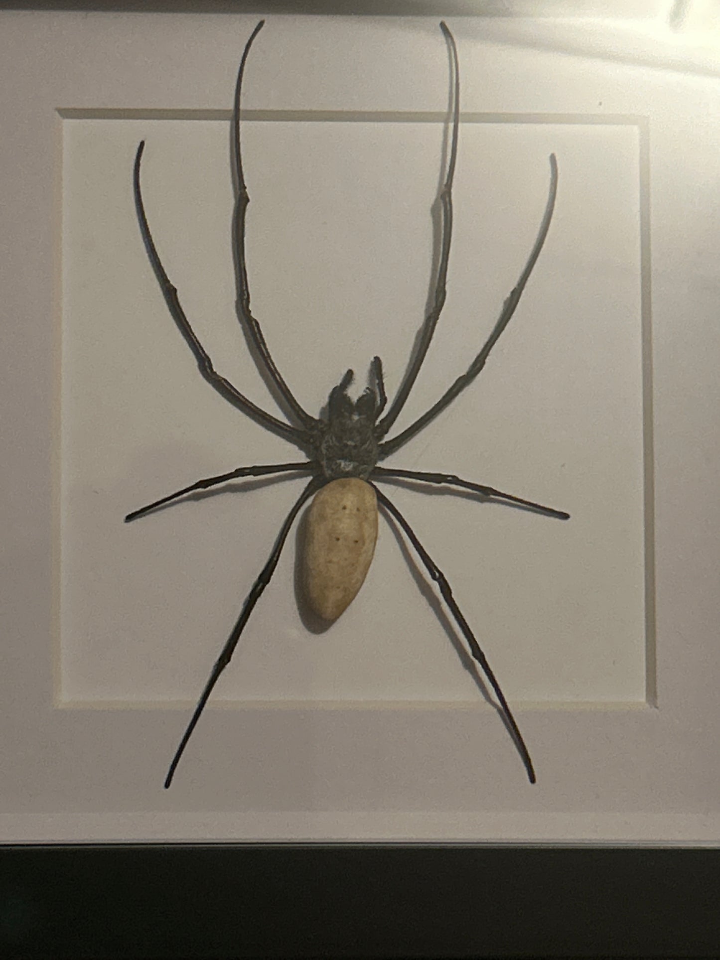 Orb Weaver Spider Frame